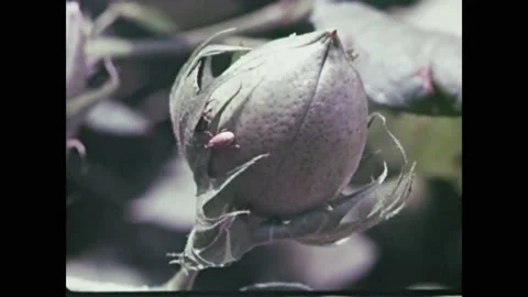 USA - 1950s - Crop-dusters protect cotton fields from boll weevils and other Stock Footage 254151808