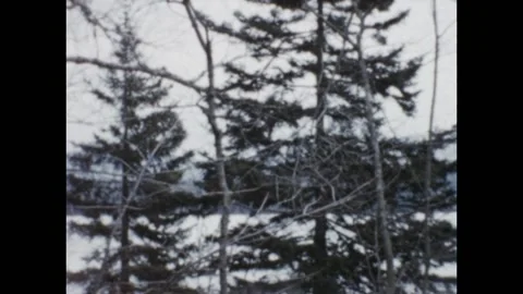 USA - 1950s: Forest in winter Video stock 158798421