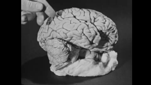 USA - 1950s - A model of the human brain is dissected and explained. Stock Footage 268965022