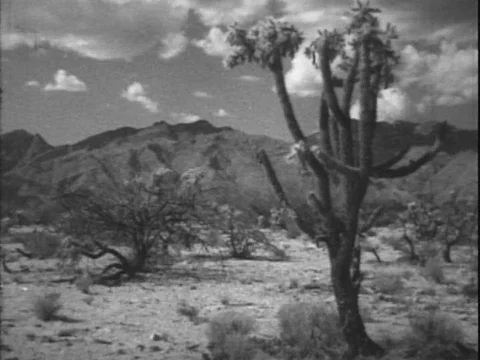 USA - 1950s - Testing is conducted on the effects of salt water on materials Stock Footage 82928618