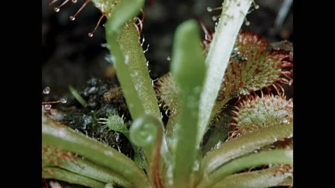 USA - 1951 - Bugs fall prey to carnivorous plants like sundews and Venus fly Stock Footage 313051204