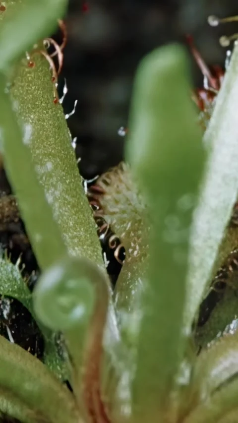 USA - 1951 - Bugs fall prey to carnivorous plants like sundews and Venus fly Stock Footage 340295882