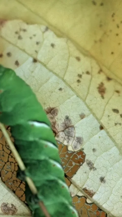 USA - 1951 - A praying mantis and other insects make nests for autumn. Stock Footage 340295954