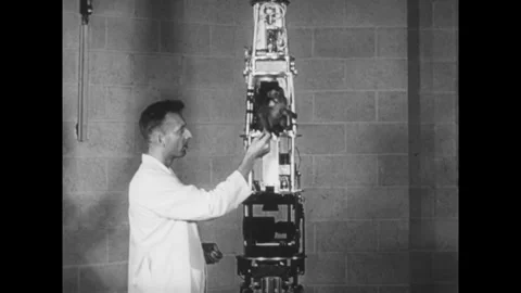 USA - 1952 - A test monkey and two mice are launched by a rocket, and land with Video stock 341422535