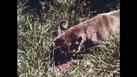 USA - 1953 - A bobcat eats meat in the grass. Carnivores are described and a Vídeos de archivo 327742680