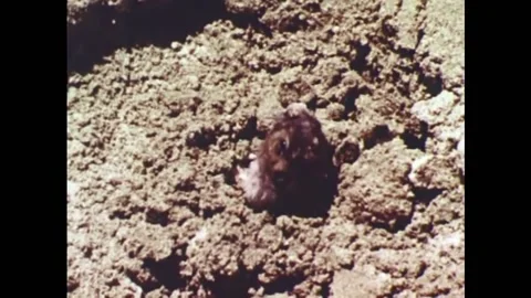 USA - 1953 - A gopher digs out of a pile of dirt. It's teeth are examined and it Stock Footage 327748837
