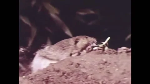 USA - 1953 - A gopher is shown digging underground, moving dirt around with its Stock Footage 327754921