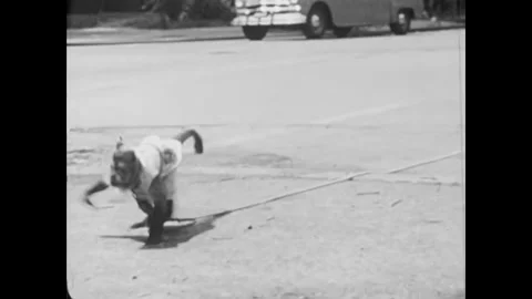 USA - 1955 - A monkey crosses a busy street to a park. He stands on a park 스톡 동영상 327754254