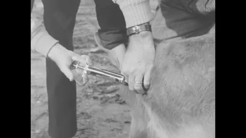 USA - 1963 - A county agent oversees the immunization of a farmer's young Vídeos de archivo 340662600