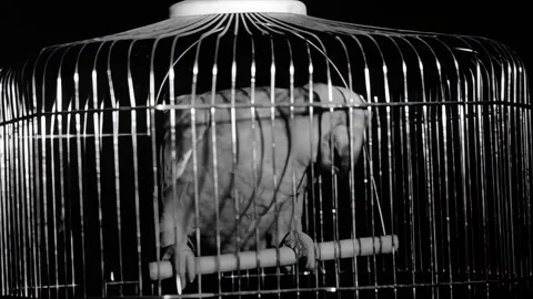USA - 1964 - In this sci-fi horror movie, a mad scientist's parrot squawks as an Stock Footage 308173657