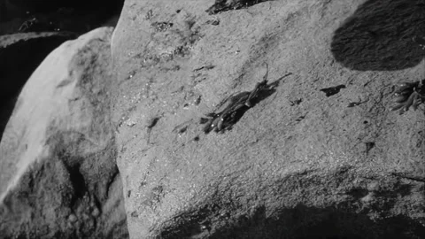 USA - 1964 - In this sci-fi horror movie, a man's leg is bloodied by a Stock Footage 308629983