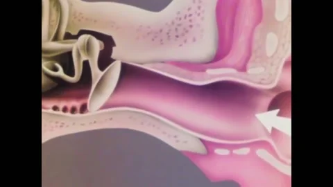 USA - 1965 - Explore how the human ear works with sound, including the inner Stock Footage 296405097