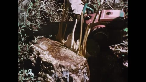USA - 1967 - A chainsaw cuts branches off of a tree and a tractor pulls it then Stock Footage 328193004