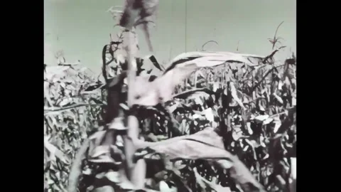 USA - 1968 - A man walks through a cornfield and pulls back the husk of a Stock Footage 327747534