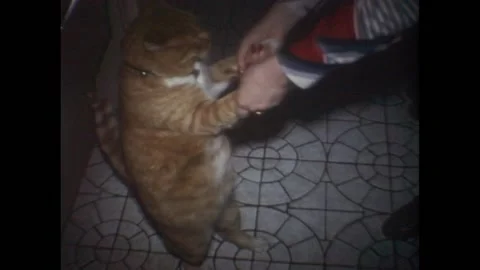 USA - 1970: Сat dancing Video stock 151198093