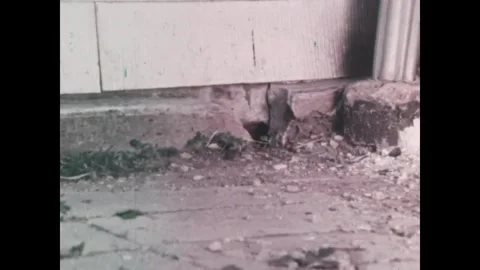 USA - 1970s - A rat makes itself at home in a dirty basement and can make its Stock Footage 340581449