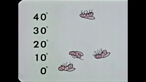 USA - 1972 - A chart shows how fruit flies react to different temperatures, and Video stock 268965655
