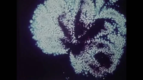 USA - 1972 - A glowing image of a leaf that has had electricity sent through it Stock Footage 327747308