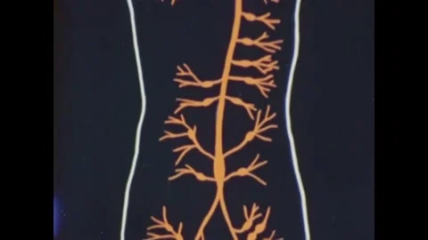 USA - 1978 - The lymphatic system's role in homeostasis is explained. Stock Footage 259618379