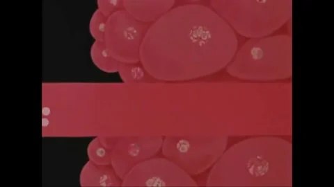 USA - 1980 - How hormones work in the human body, influencing numerous functions Video stock 296409837