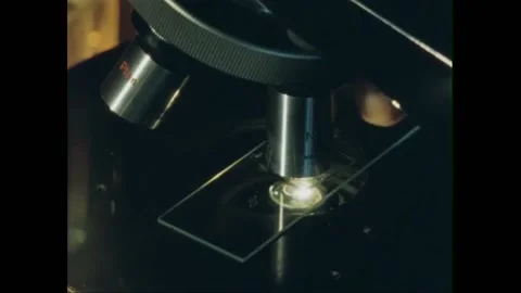 USA - 1981 - A scientist begins observing Didinium and paramecium under her Stock Footage 264666200