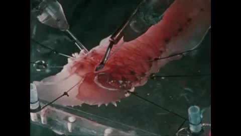 USA - 1987 - Biologists study a range of both simple and complex organisms. Stock Footage 261574565