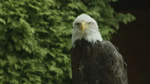 USA American Bald Eagle Vídeo Stock 32935026