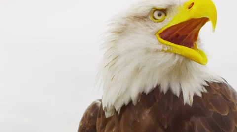 USA American Bald Eagle Stock Footage 32935047