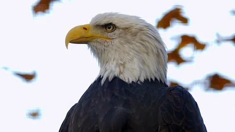 USA American Bald Eagle Stock Footage 98664461