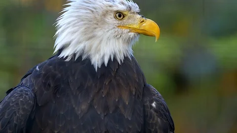 USA American Bald Eagle wounded Stock Footage 98666485