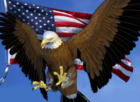 USA Eagle Stock Illustration