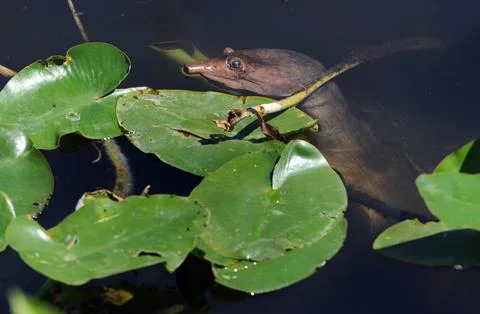Usa Everglades Python Hunter - Mar 2012 Stockfoto's