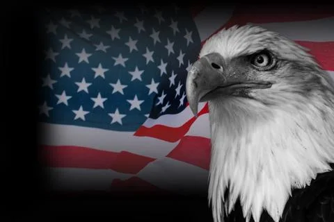 USA flag with american eagle eagle Stock Photos