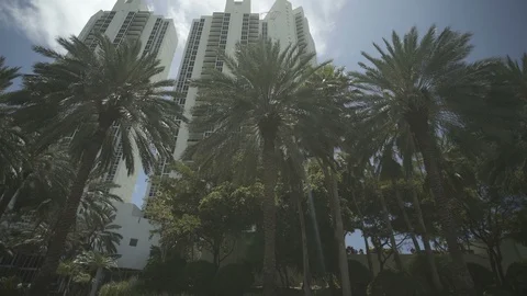USA Florida trip, palm trees, sunshine, building, travelling LOG Stock Footage 113818646