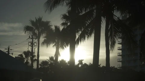 USA Florida trip, palm trees, sunshine, building, travelling LOG Stock Footage 121114117