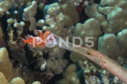 USA, Hawaii Islands, Kailua Kona, Trumpetfish eating Galactic Scorpionfish Stock Photos
