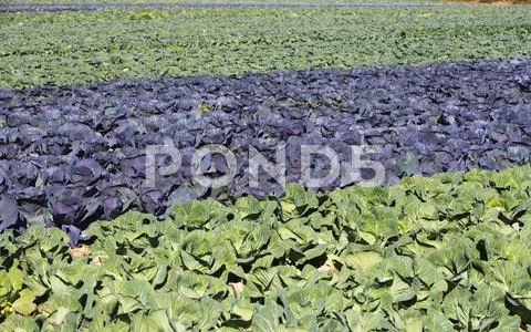 USA, New York, Peconic, cabbage farm Stock Photos