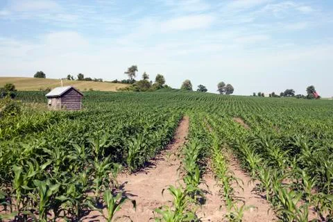 USA, New York State, corn farm Stock Photos