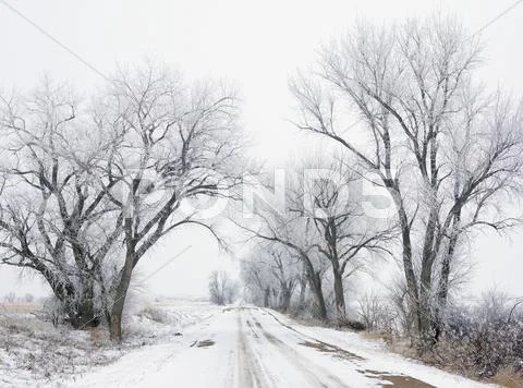 USA, New York State, Country road in winter lined with bare trees Stock Photos