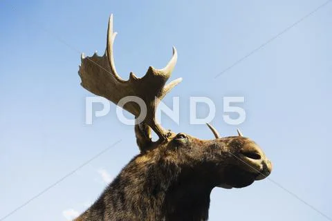 USA, New York State, Moose head against blue sky, low angle view Stock-Fotos