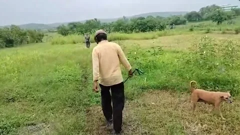 USA: Panic ensues as python discovered near school in central India 스톡 동영상 280873282