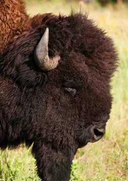 USA, South Dakota, American bison (Bison bison) in Custer State Park, headshot Stock Photos