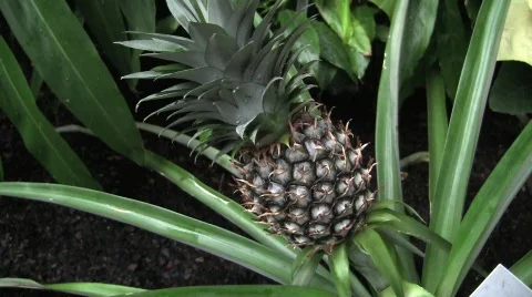 Usbg pineapple silent 10s Stock Footage 597309