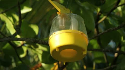 USDA FLY TRAP: nile virus-dengue-malaria-Chikungunya-mosquito-pandemic-Zika 4 Stock Footage 11610570