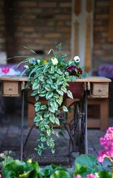Use of an antique sewing machine as a decorative element and a stand for fl.. Stock Photos