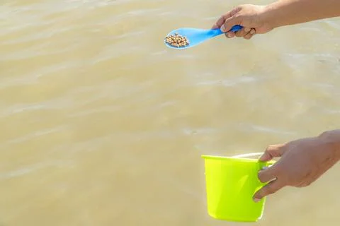 Use a blue spoon to feed the fish. Stock Photos