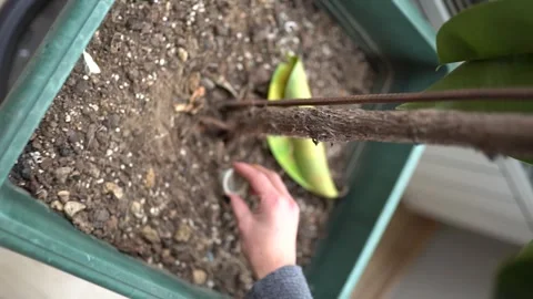 Use of capsule coffee pulp as fertilizer ecological recycling Stock Footage 252610593