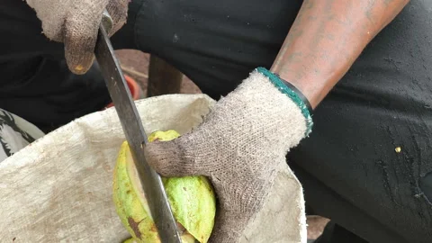 Use a knife to cut the cocoa pod to remove the ripe beans inside 스톡 동영상 311993894