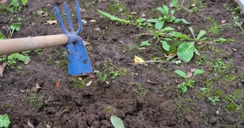 Use a large hoe to wipe the garden bed. Stock Footage 137385776