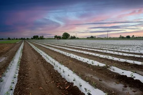The use of mulching technology has simplified the process of growing red chil Stock Photos